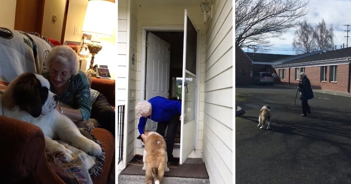 An elderly woman interacts with a large dog indoors, at her doorway, and walking outside in an asphalt lot.