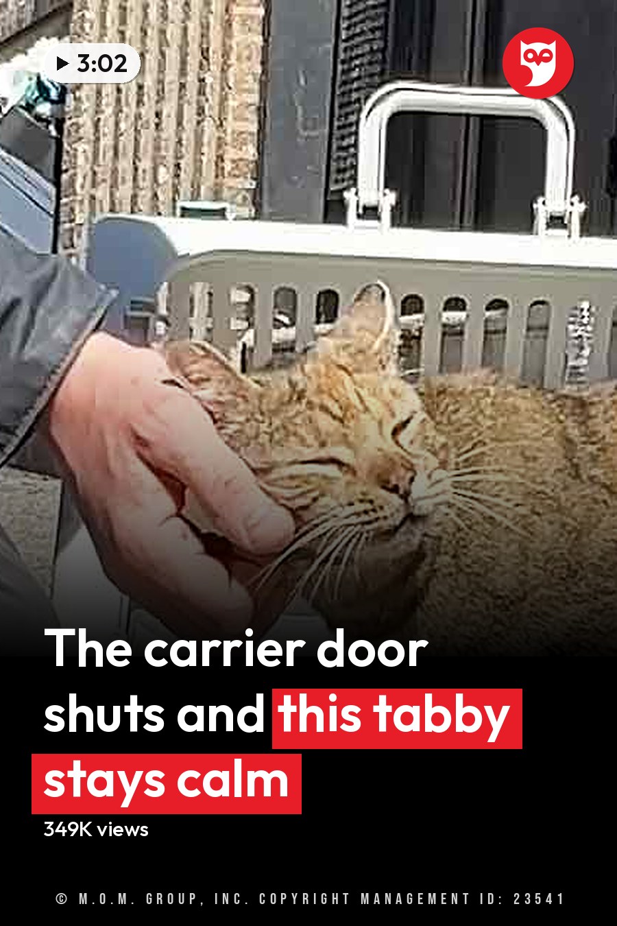 An adult male singer kneeling outdoors, gently holding a tabby cat by its chin. The scene is set against an urban backdrop with brick walls and paved ground under bright daylight. The headline runs in white letters across the lower third.
