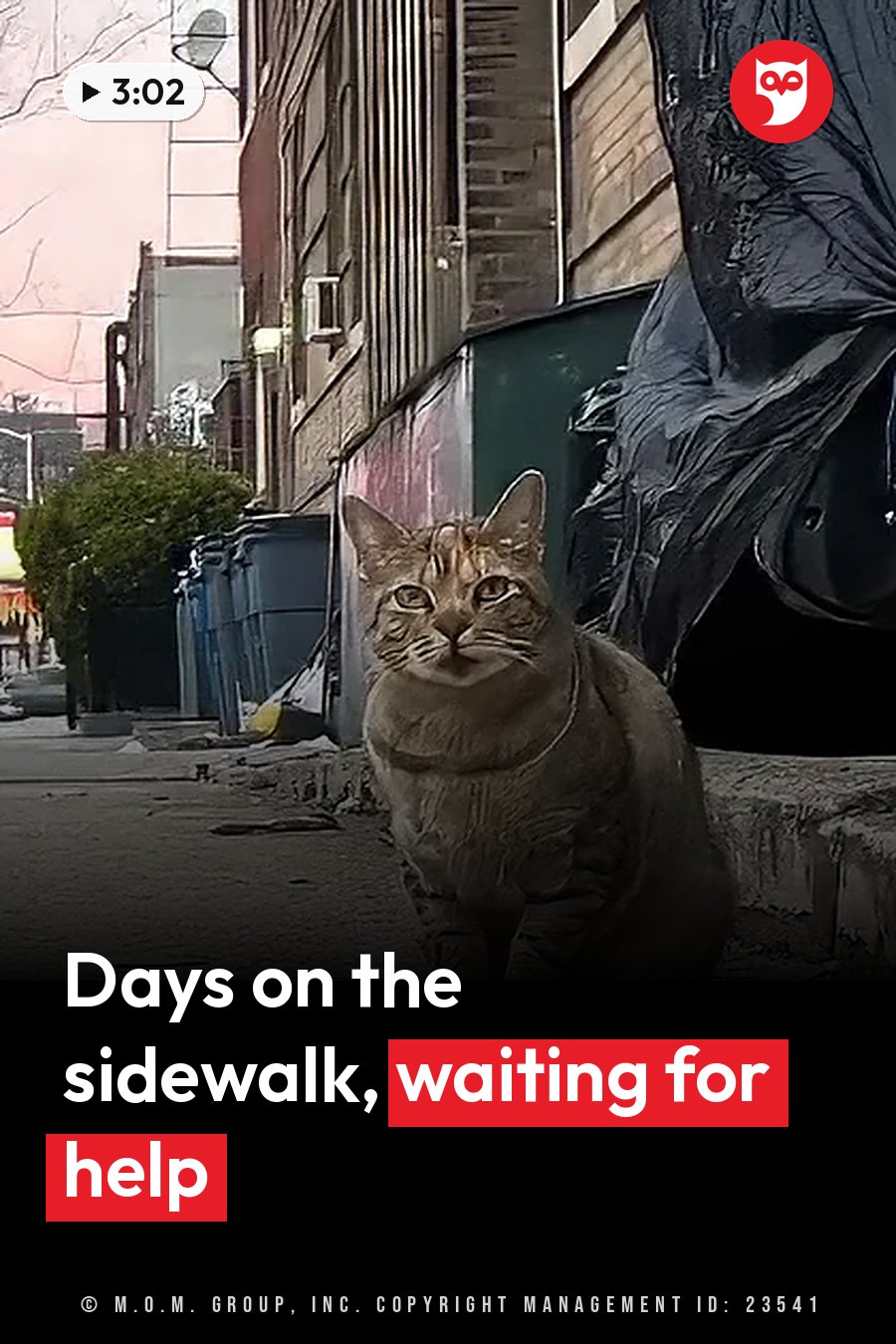 A tabby cat sits on a sidewalk near trash bins and buildings, looking ahead with alert eyes. A headline runs in white letters across the lower third.