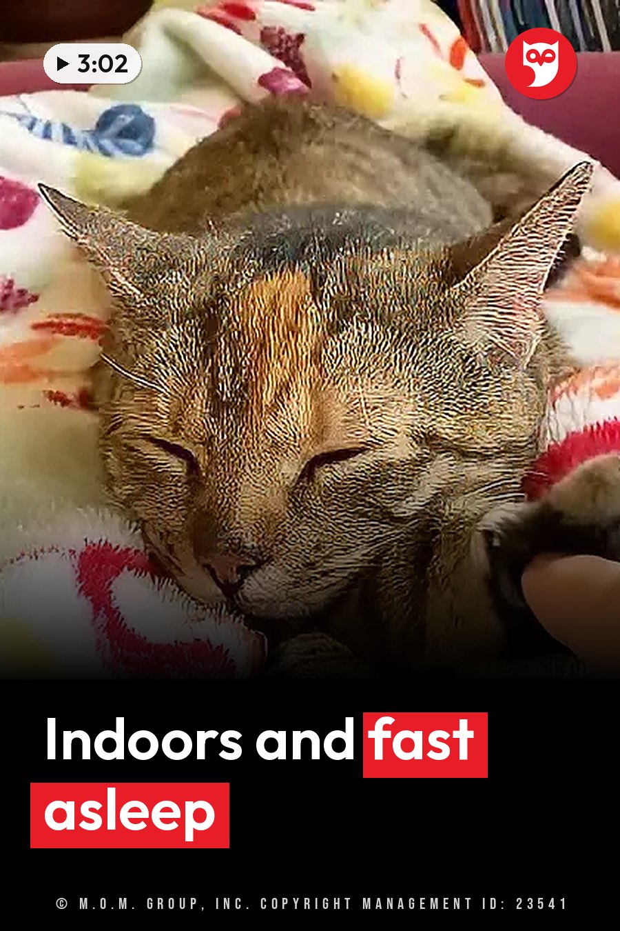A tabby cat sleeps curled up on a colorful blanket with her eyes closed. A headline runs in white letters across the lower third.