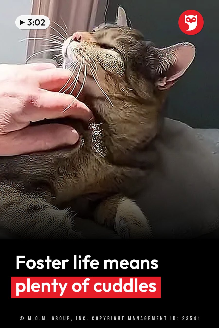 A hand pets the neck of a tabby cat whose eyes are closed and whose head tilts back slightly. A headline runs in white letters across the lower third.