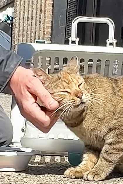 An adult male singer kneeling outdoors, gently holding a tabby cat by its chin. The scene is set against an urban backdrop with brick walls and paved ground under bright daylight.