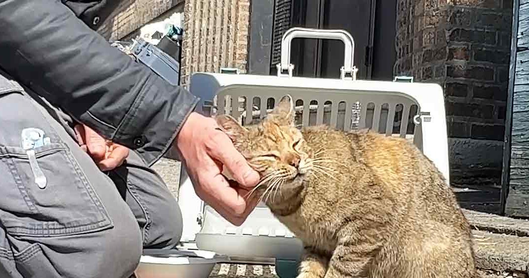 An adult male singer kneeling outdoors, gently holding a tabby cat by its chin. The scene is set against an urban backdrop with brick walls and paved ground under bright daylight.