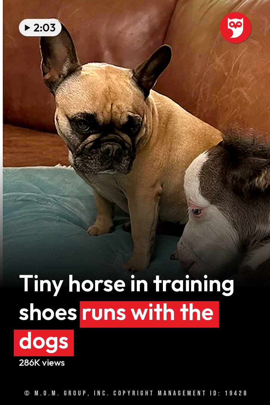 A goat in an outdoor scene with a green coat and white markings beside a French Bulldog resting on a teal cushion indoors under soft daylight. The headline runs in white letters across the lower third.