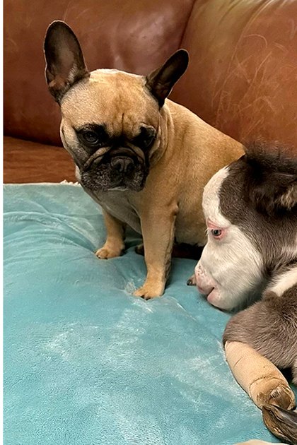 A goat in an outdoor scene with a green coat and white markings beside a French Bulldog resting on a teal cushion indoors under soft daylight.