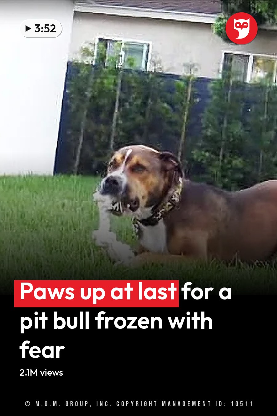 A mixed-breed dog with a collar on its neck in a backyard setting during spring or summer with natural sunlight;. The headline runs in white letters across the lower third.