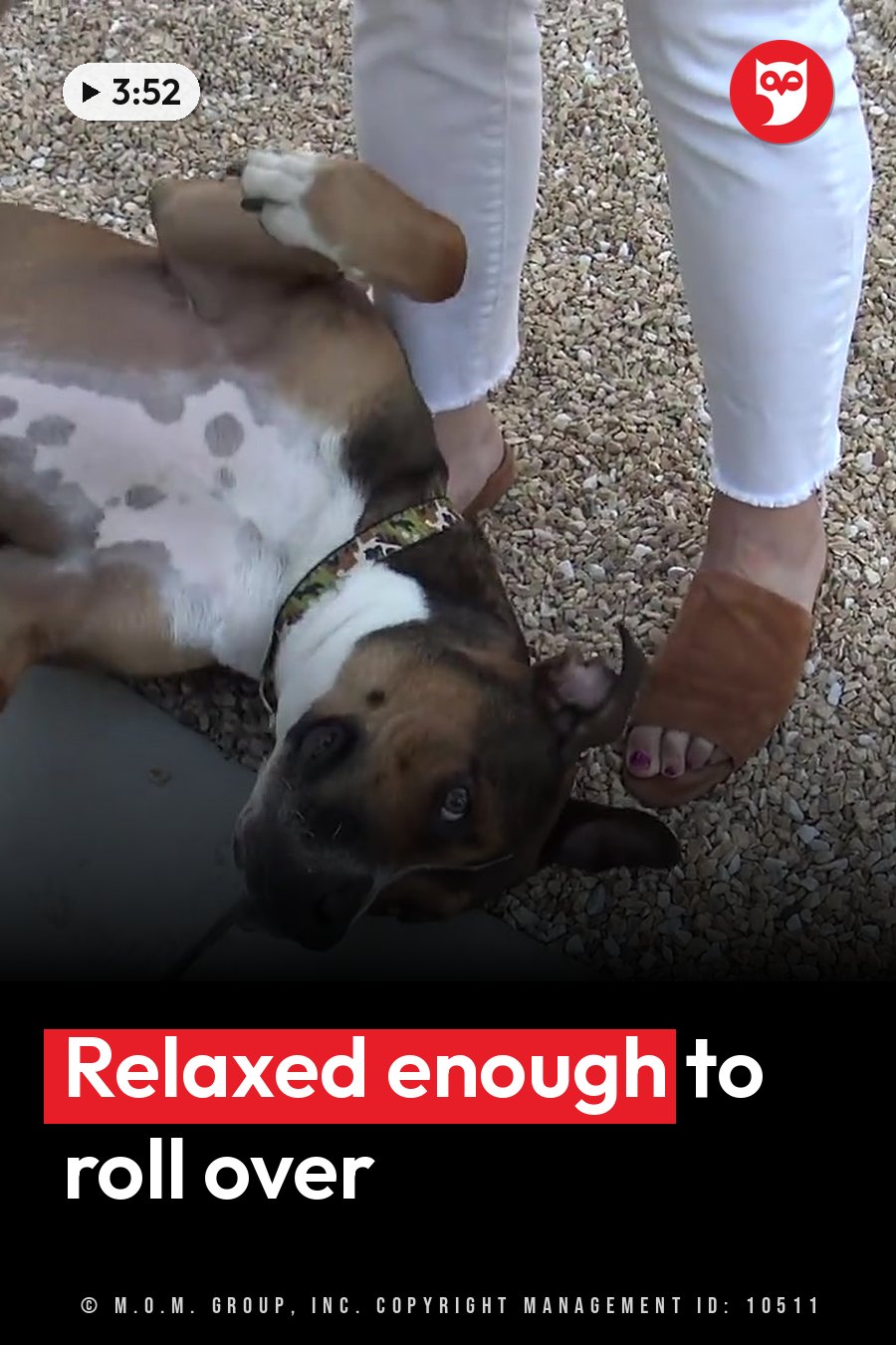 A dog lies on its back with one paw raised near a person's legs in white pants and brown sandals. A headline runs in white letters across the lower third.