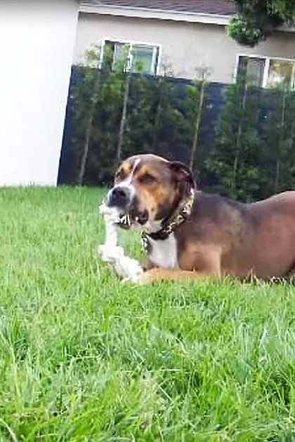 A mixed-breed dog with a collar on its neck in a backyard setting during spring or summer with natural sunlight;