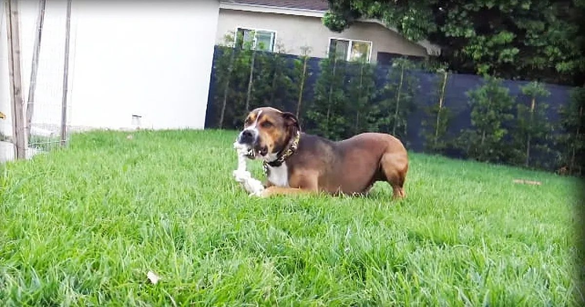A mixed-breed dog with a collar on its neck in a backyard setting during spring or summer with natural sunlight;