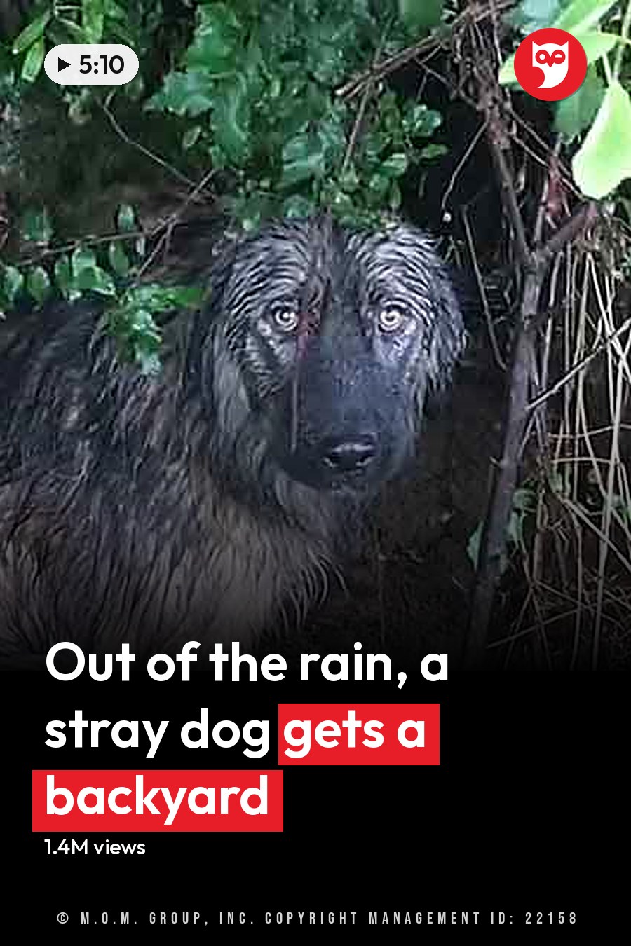A wet wolfhound or similar large breed dog with long shaggy fur stands amidst dense green foliage in a forested outdoor setting during daytime. The headline runs in white letters across the lower third.