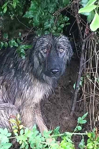 A wet wolfhound or similar large breed dog with long shaggy fur stands amidst dense green foliage in a forested outdoor setting during daytime.