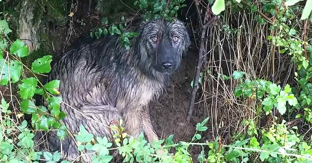A wet wolfhound or similar large breed dog with long shaggy fur stands amidst dense green foliage in a forested outdoor setting during daytime.