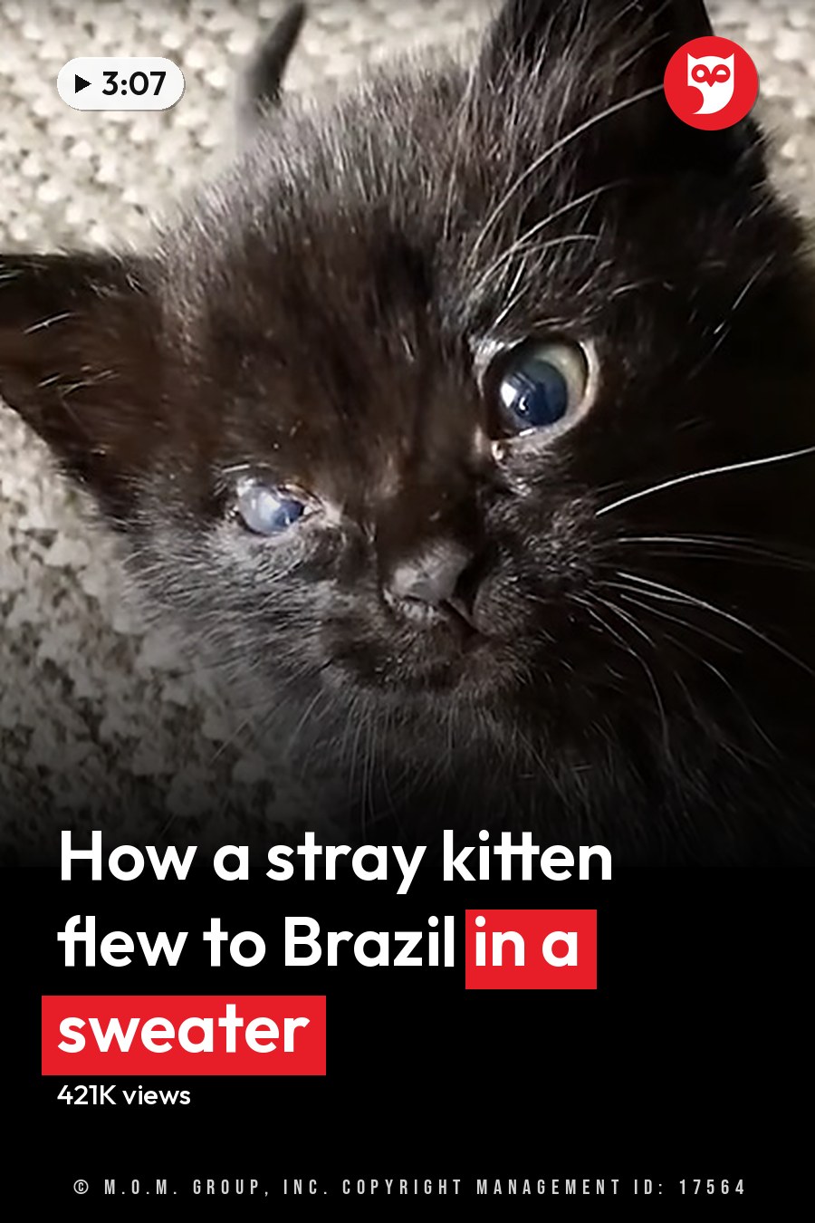 A young black kitten with blue eyes on a carpeted floor indoors under artificial evening light. The headline runs in white letters across the lower third.