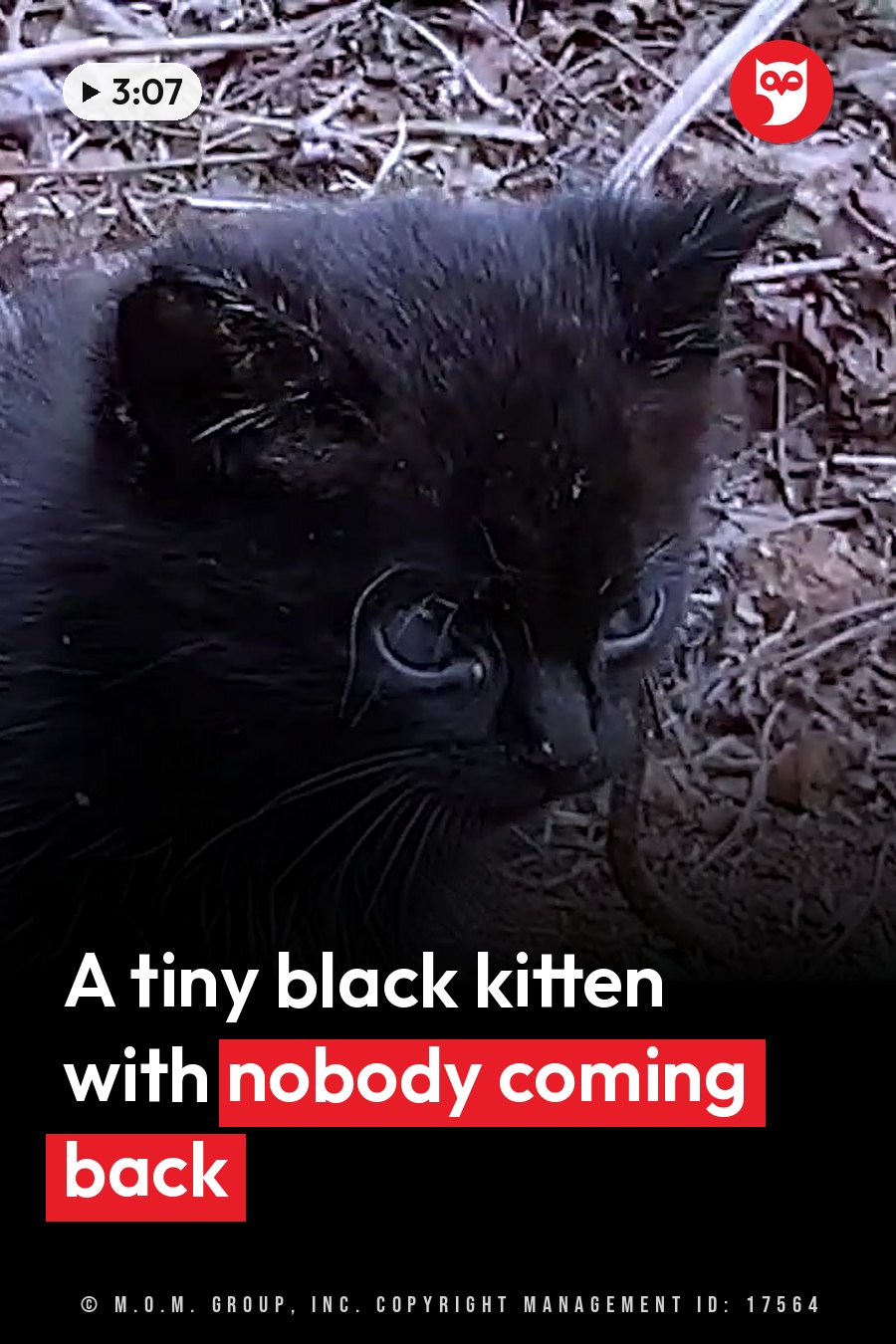 Zulu, a small black kitten with wide eyes, looks down at ground covered in dry twigs and leaves. A headline runs in white letters across the lower third.
