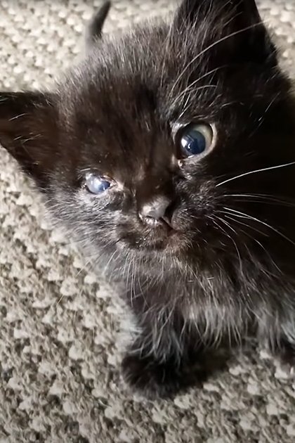 A young black kitten with blue eyes on a carpeted floor indoors under artificial evening light.