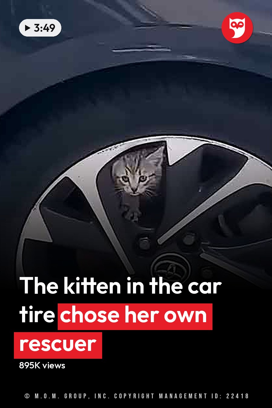 A tabby kitten with blue eyes sits on a purple fabric near a silver car tire with a Toyota logo in an outdoor setting during late afternoon. The headline runs in white letters across the lower third.