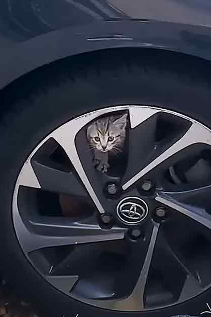 A tabby kitten with blue eyes sits on a purple fabric near a silver car tire with a Toyota logo in an outdoor setting during late afternoon.