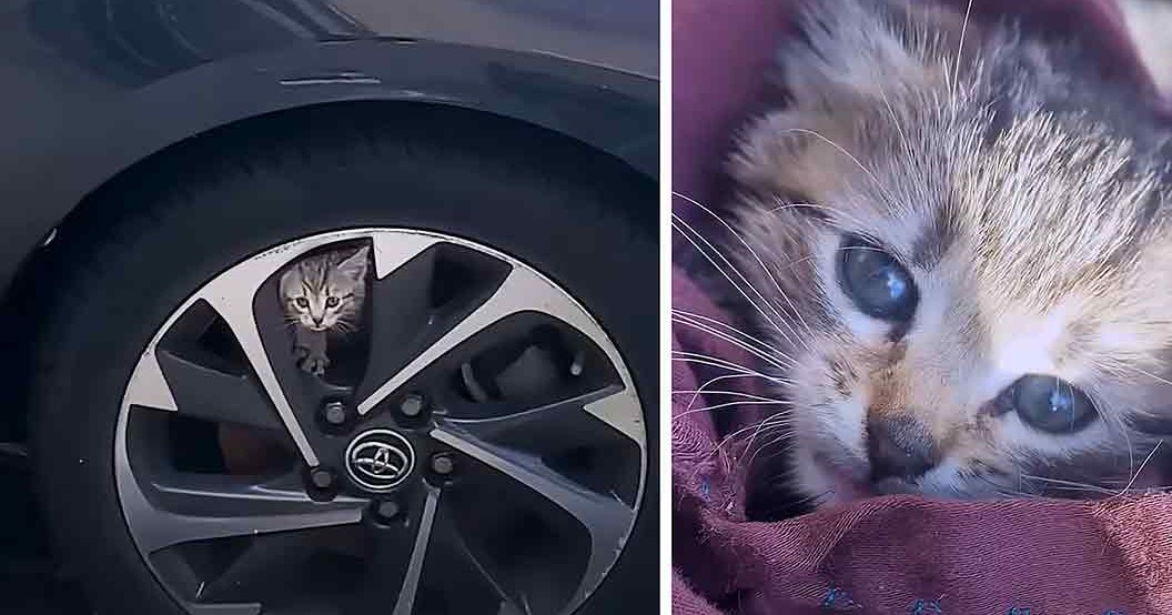 A tabby kitten with blue eyes sits on a purple fabric near a silver car tire with a Toyota logo in an outdoor setting during late afternoon.