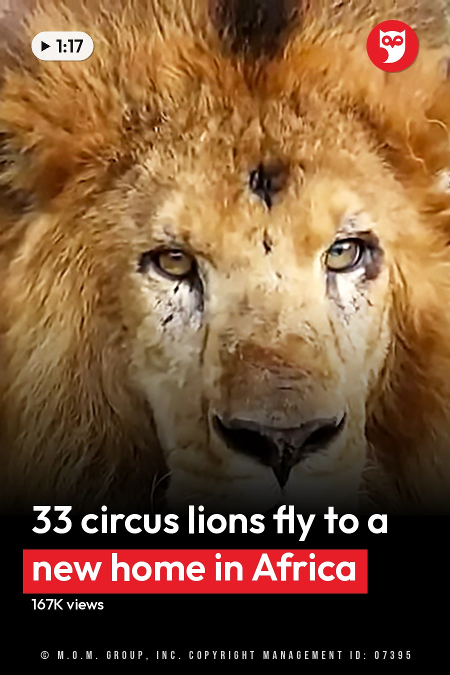 A full-maned adult male lion in a grassy outdoor enclosure with some hay, midday lighting. The headline runs in white letters across the lower third.
