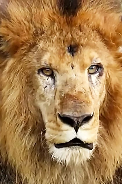 A full-maned adult male lion in a grassy outdoor enclosure with some hay, midday lighting.