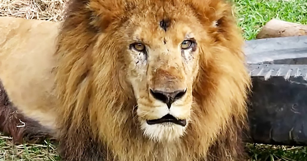 A full-maned adult male lion in a grassy outdoor enclosure with some hay, midday lighting.
