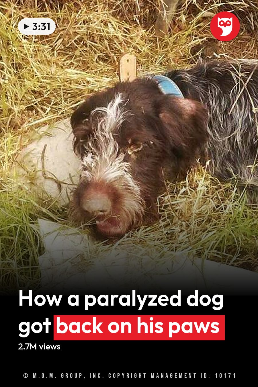 A dog with a mix of black and white fur lying down in an outdoor setting with grassy ground and a metal fence. The headline runs in white letters across the lower third.