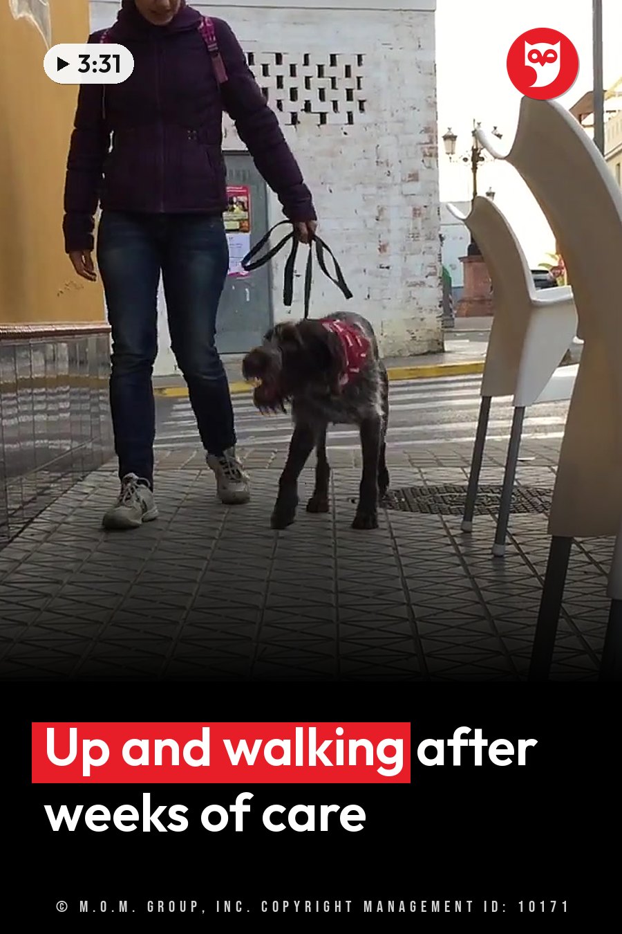 A person walks a dog on a leash along a tiled sidewalk near outdoor chairs. A headline runs in white letters across the lower third.