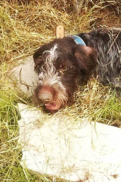A dog with a mix of black and white fur lying down in an outdoor setting with grassy ground and a metal fence.