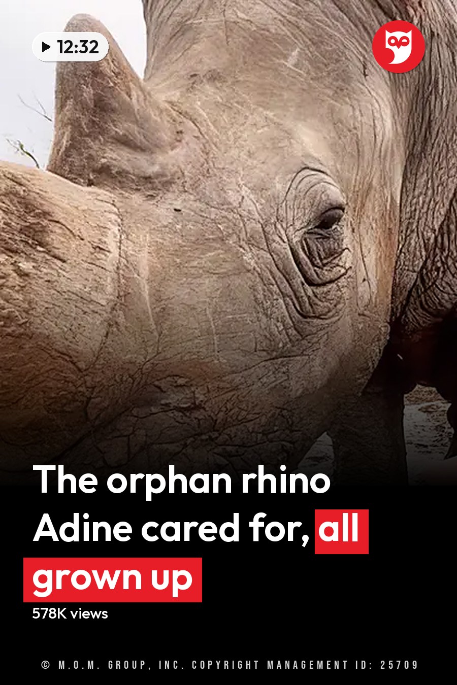 A black rhinoceros in a dry savanna-like environment with an adult male wearing a light-colored crew neck t-shirt, extending a hand towards it during daylight. The headline runs in white letters across the lower third.