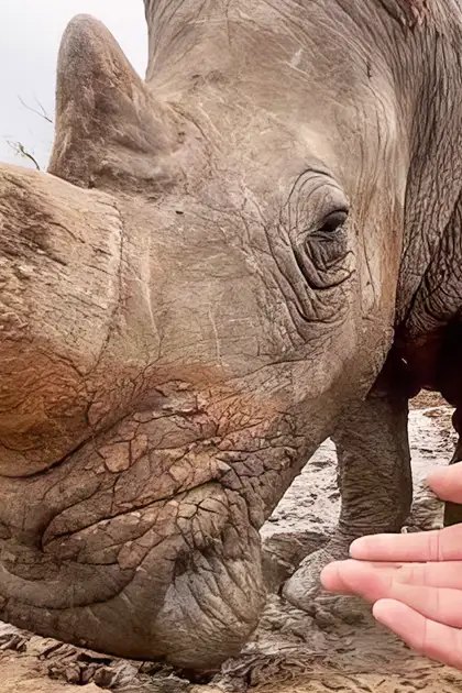 A black rhinoceros in a dry savanna-like environment with an adult male wearing a light-colored crew neck t-shirt, extending a hand towards it during daylight.