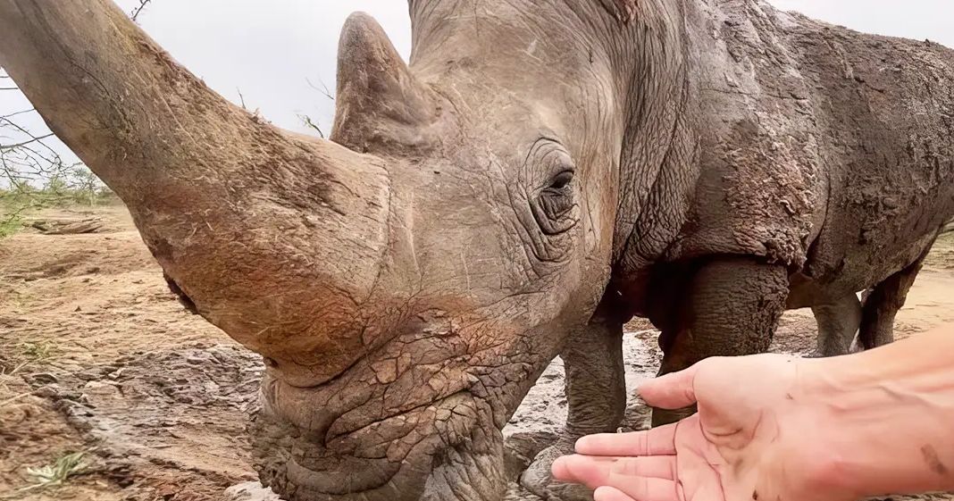 A black rhinoceros in a dry savanna-like environment with an adult male wearing a light-colored crew neck t-shirt, extending a hand towards it during daylight.