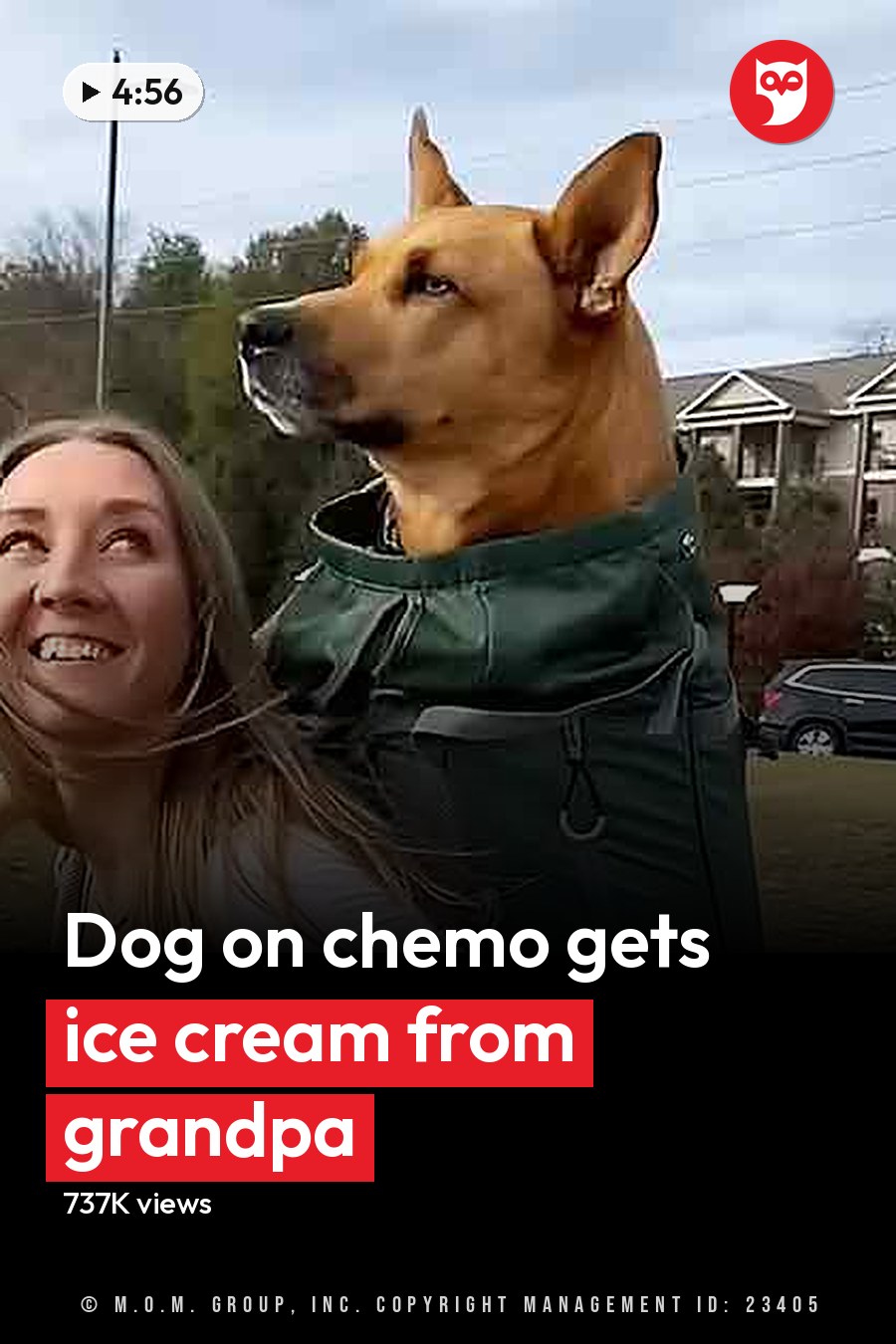 An adult female with long blonde hair wearing a white top and jeans, walking an adult medium-sized dog possibly German Shepherd mix in a residential neighborhood; an older male with short gray hair in a plaid shirt indoors with a yellowish-brown dog possibly Labrador Retriever or similar breed on a light-colored rug near a large plush dog bed. The headline runs in white letters across the lower third.