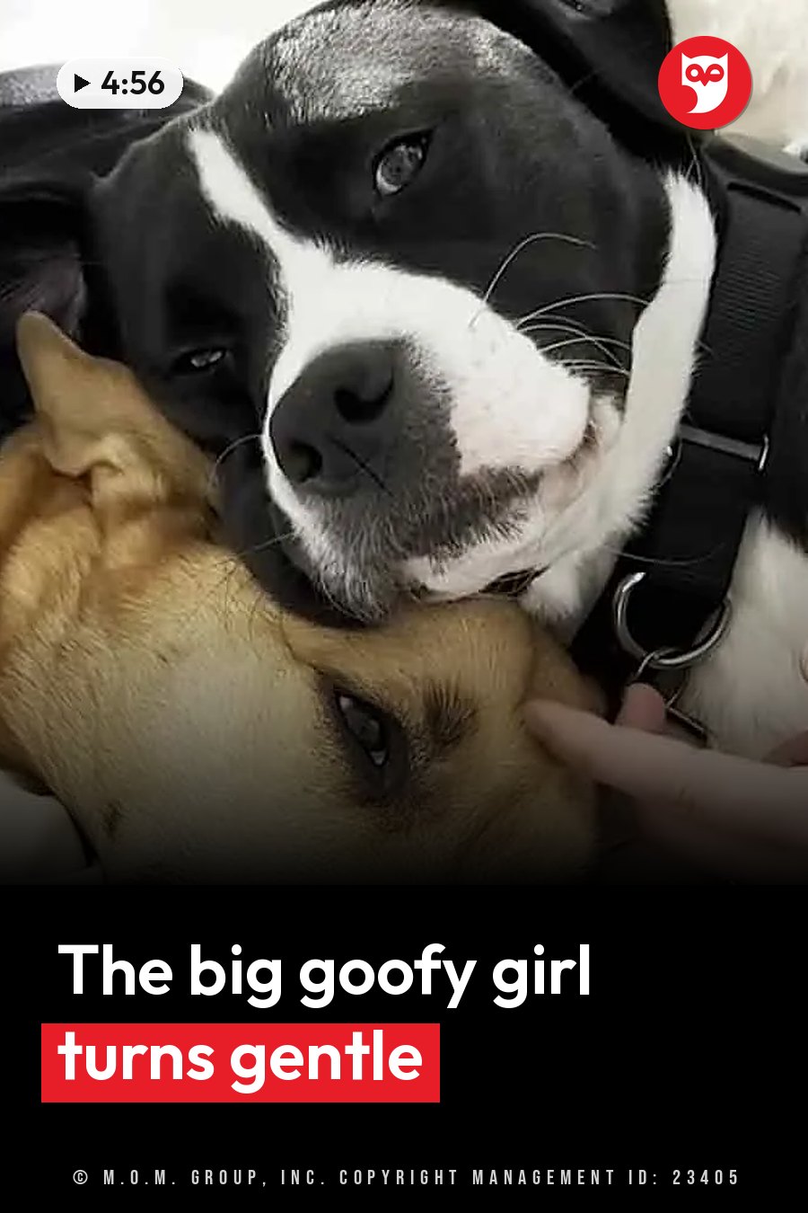 A black-and-white dog lies with chin resting on a tan dog while a person's finger strokes the tan dog's face. A headline runs in white letters across the lower third.