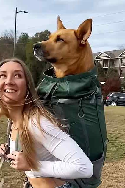An adult female with long blonde hair wearing a white top and jeans, walking an adult medium-sized dog possibly German Shepherd mix in a residential neighborhood; an older male with short gray hair in a plaid shirt indoors with a yellowish-brown dog possibly Labrador Retriever or similar breed on a light-colored rug near a large plush dog bed