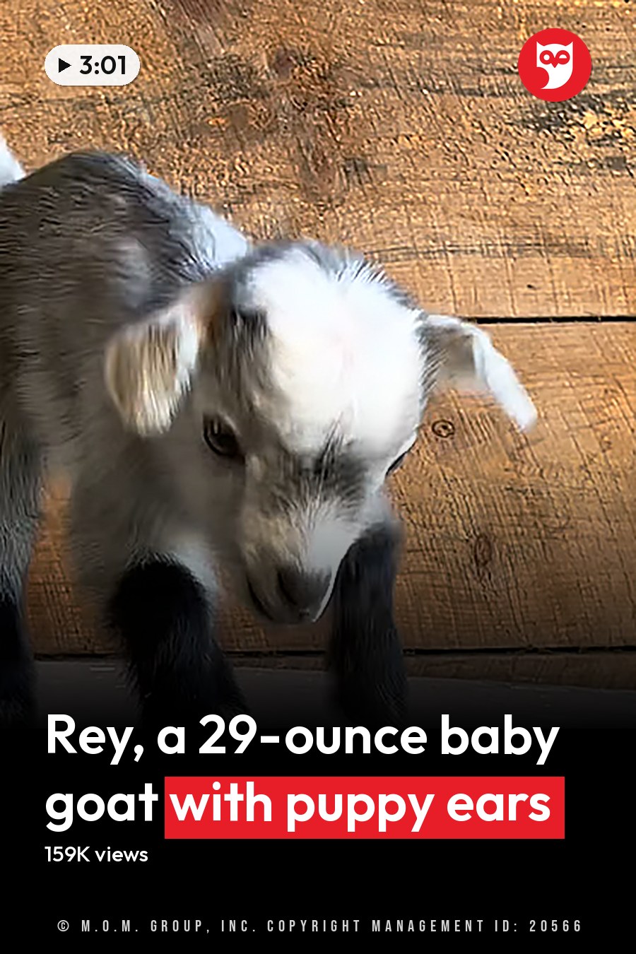 A young baby goat with a mix of white and brown fur stands in an indoor barn setting. The headline runs in white letters across the lower third.