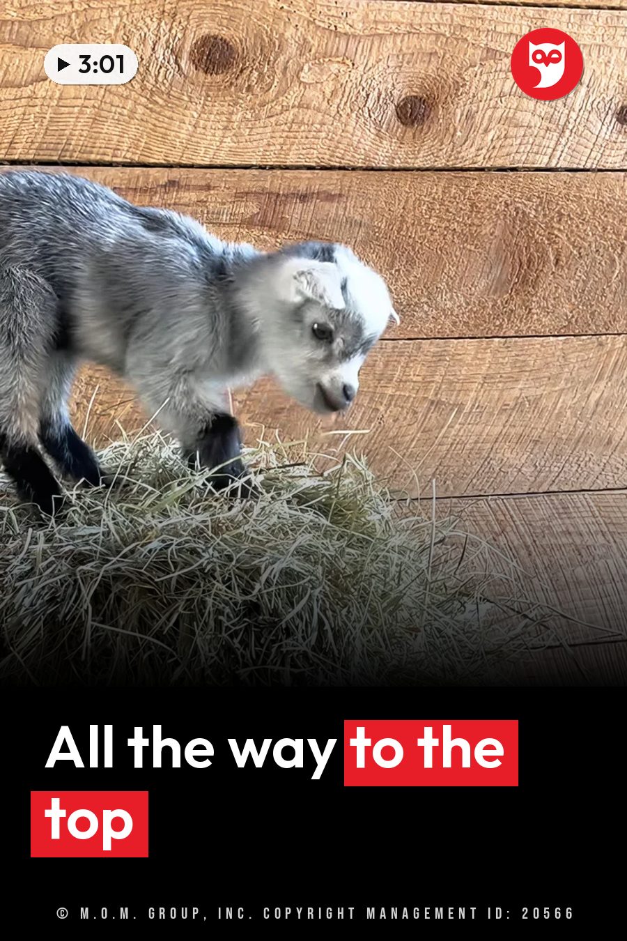 A small goat with gray and white fur stands on hay near a wooden wall. A headline runs in white letters across the lower third.