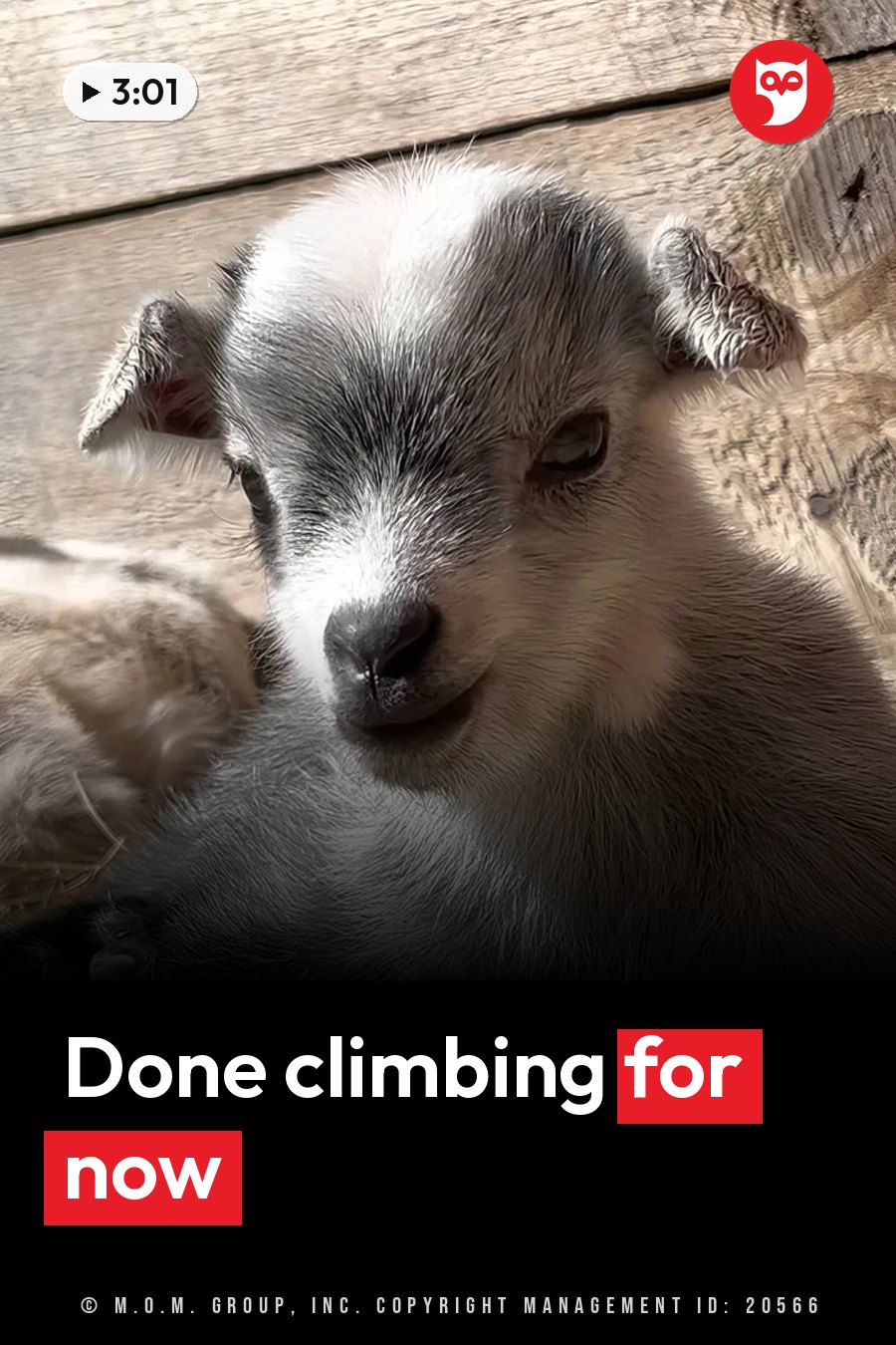 A young goat with gray and white fur rests on wooden planks, looking toward the camera. A headline runs in white letters across the lower third.