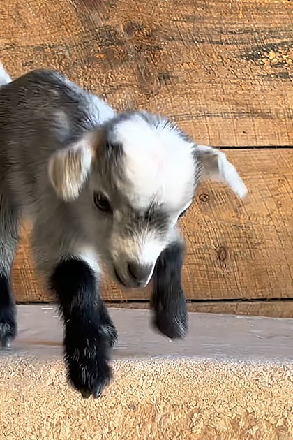 A young baby goat with a mix of white and brown fur stands in an indoor barn setting.