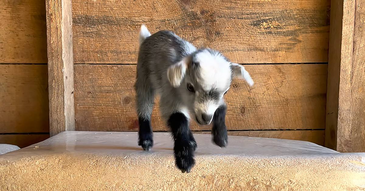 A young baby goat with a mix of white and brown fur stands in an indoor barn setting.
