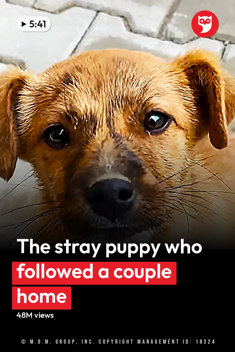 A small light brown and white mixed breed dog with floppy ears and curious expression stands outdoors on paved stone flooring, soft daylight suggests late afternoon. The headline runs in white letters across the lower third.