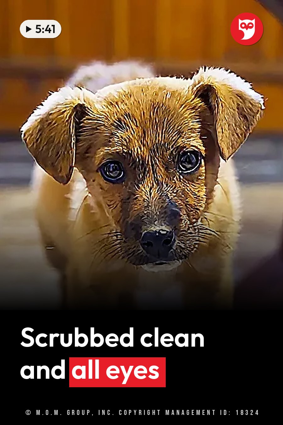 A small wet puppy with brown fur and large eyes looks straight at the camera. A headline runs in white letters across the lower third.