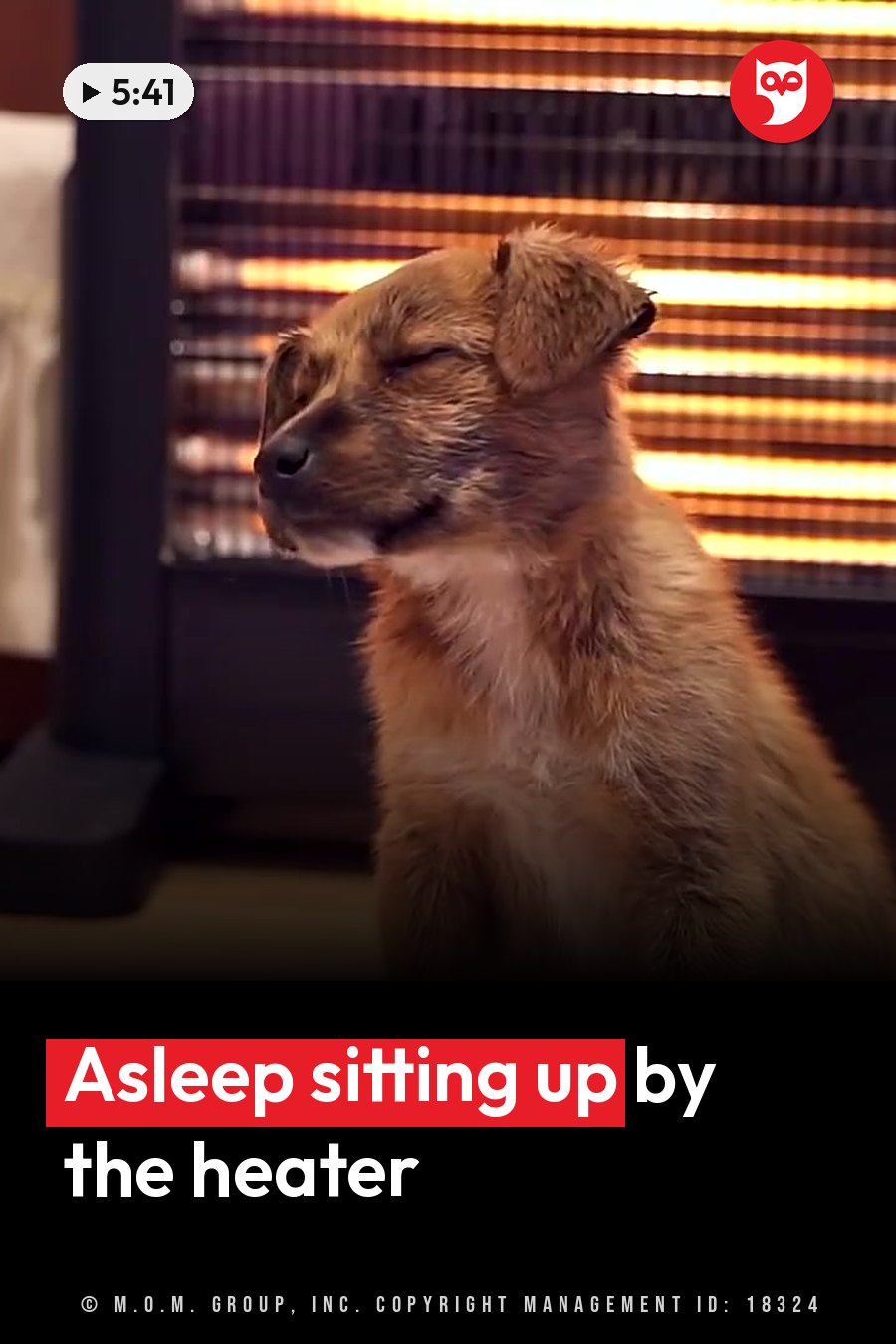 A small brown dog sits with eyes closed, facing left, beside a glowing heater with horizontal bars. A headline runs in white letters across the lower third.