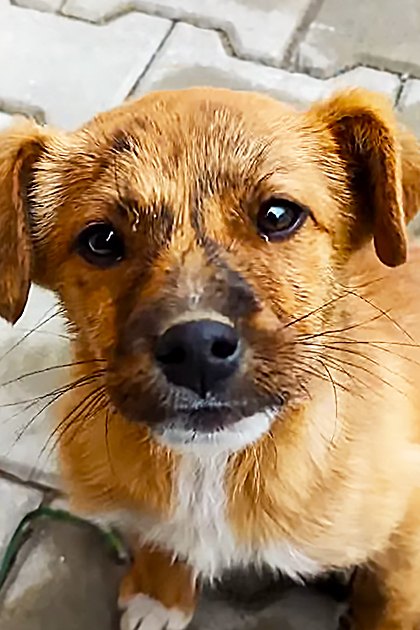 A small light brown and white mixed breed dog with floppy ears and curious expression stands outdoors on paved stone flooring, soft daylight suggests late afternoon.