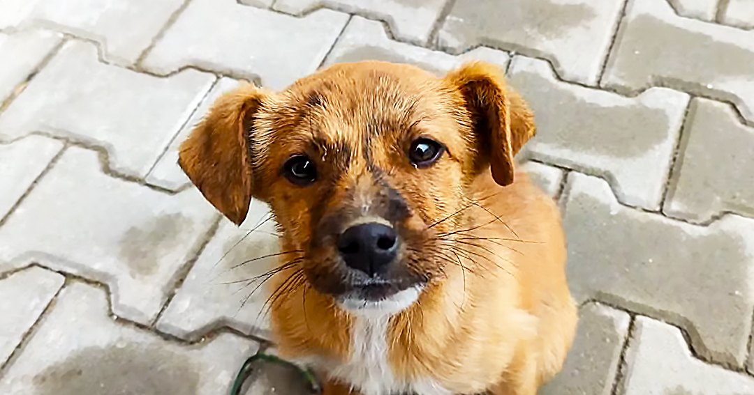 A small light brown and white mixed breed dog with floppy ears and curious expression stands outdoors on paved stone flooring, soft daylight suggests late afternoon.