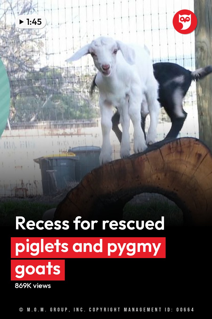 A farmyard scene with a white goat, two juvenile rabbits, and a small dark animal in an outdoor enclosure surrounded by grass, fencing, wooden structures, and silos. The setting suggests spring or summer due to the greenery and natural sunlight. The headline runs in white letters across the lower third.