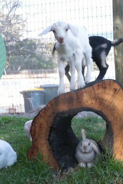 A farmyard scene with a white goat, two juvenile rabbits, and a small dark animal in an outdoor enclosure surrounded by grass, fencing, wooden structures, and silos. The setting suggests spring or summer due to the greenery and natural sunlight.
