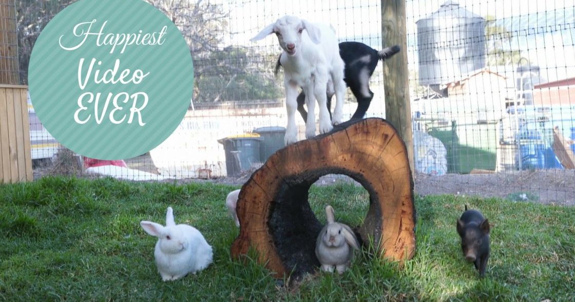 A farmyard scene with a white goat, two juvenile rabbits, and a small dark animal in an outdoor enclosure surrounded by grass, fencing, wooden structures, and silos. The setting suggests spring or summer due to the greenery and natural sunlight.