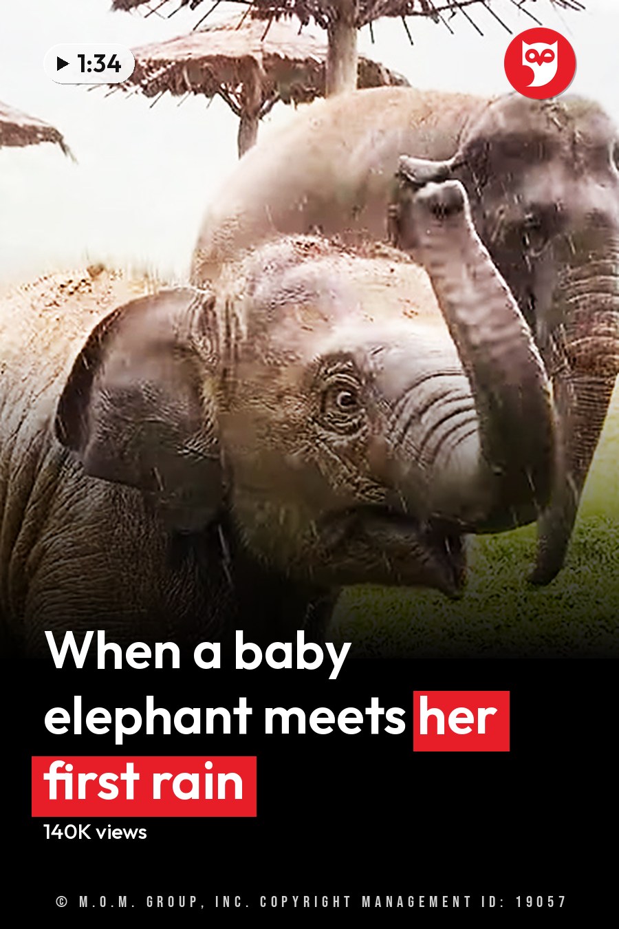 Two Asian elephants, one adult and baby, in an open grassy area with huts made of straw and wood in a rural setting under overcast skies. The headline runs in white letters across the lower third.