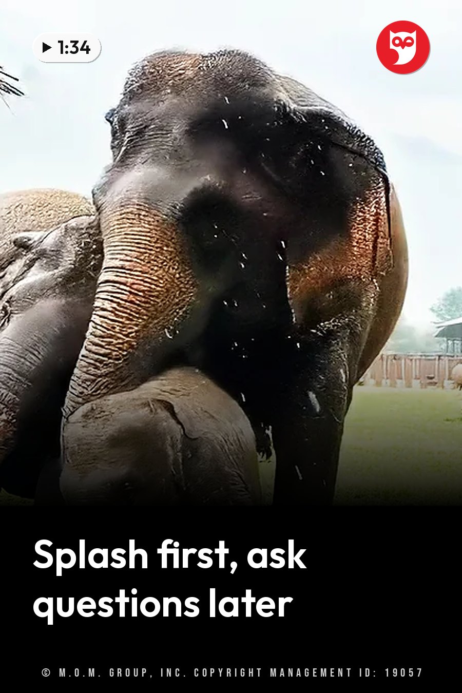 An elephant sprays water from its trunk while standing near another elephant on grass. A headline runs in white letters across the lower third.