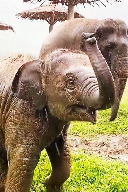 Two Asian elephants, one adult and baby, in an open grassy area with huts made of straw and wood in a rural setting under overcast skies.